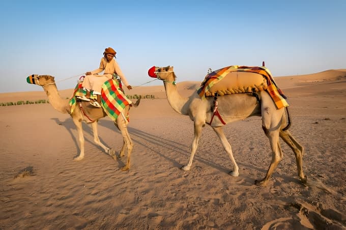 Camel-Safari