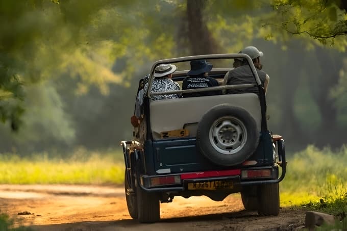 Leopard Safari